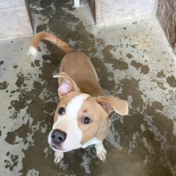 Dutch -  Mixed Breed Dog for Adoption in Hamilton, Georgia - Dutch | PetCurious