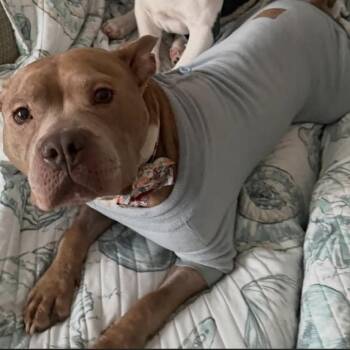 Pit Bull Terrier Dogs Available for Adoption - Mantis | PetCurious