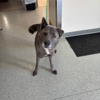 Werewolf -  Husky Dog for Adoption in Galax, Virginia - Werewolf | PetCurious