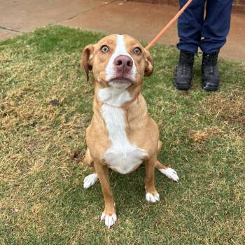 Rescue Labrador Retriever and Collie Dogs for Adoption in Stillwater, Oklahoma - Millie | PetCurious