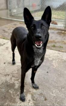 Rescue Shepherd and Australian Cattle Dog Blue Heeler Dogs for Adoption in Littleton, Colorado - Chiquita | PetCurious