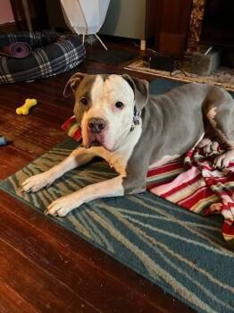 Duke -  Mixed Breed Dog for Adoption in Cincinnati, Ohio - Duke | PetCurious