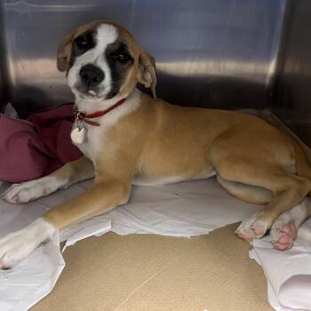 Tx4080 Kitty -  Mixed Breed Dog for Adoption in Port Washington, New York - Tx4080 Kitty | PetCurious