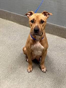 LUMPIA -  Pit Bull Terrier Dog for Adoption in Las Vegas, Nevada - LUMPIA | PetCurious