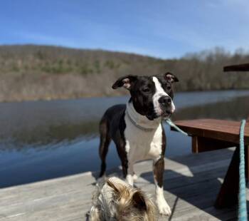 American Staffordshire Terrier and Mixed Breed Dogs Available for Adoption - Rocky Stallone | PetCurious