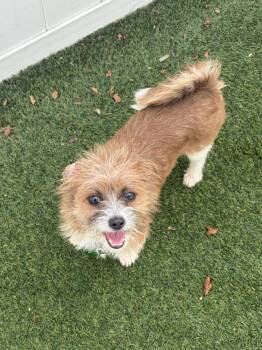 Terrier Dogs Available for Adoption - Rumi | PetCurious