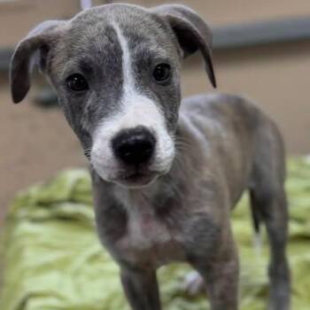JAMIE TARTT -  Mixed Breed Dog for Adoption in Cranston, Rhode Island - JAMIE TARTT | PetCurious