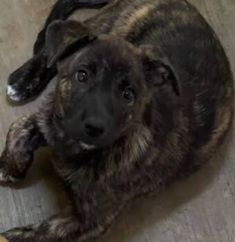 GRETA -  German Shepherd Dog Dog for Adoption in Elizabethton, Tennessee - GRETA | PetCurious