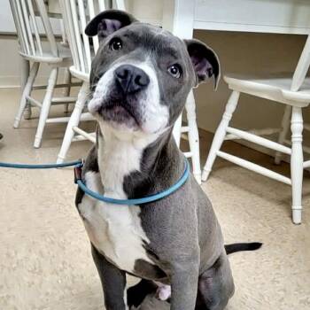 Pit Bull Terrier Dogs Available for Adoption - Rucker | PetCurious