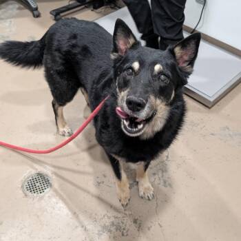 Leon -  German Shepherd Dog and Cattle Dog Dog Available for Adoption in Buchanan Dam, Texas - Leon | PetCurious