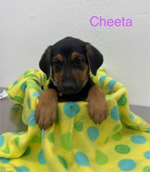 Rescue German Shepherd Dog and Doberman Pinscher Dogs for Adoption in Sonora, California - Cheeta | PetCurious