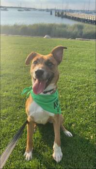 ODIN -  Retriever Dog for Adoption in Holbrook, New York - ODIN | PetCurious