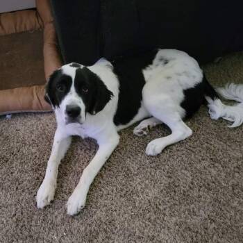 Nova -  Saint Bernard and Great Pyrenees Dog for Adoption in Magnolia, Texas - Nova | PetCurious