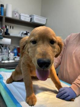 Golden Retriever Dogs Available for Adoption in Wayne, New Jersey - Golden Graham | PetCurious