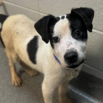 Mixed Breed Dogs Available for Adoption in Brownsboro, Alabama - Jonah | PetCurious