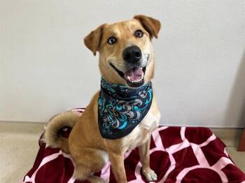 THOR -  German Shepherd Dog and Mixed Breed Dog for Adoption in Mckinleyville, California - THOR | PetCurious