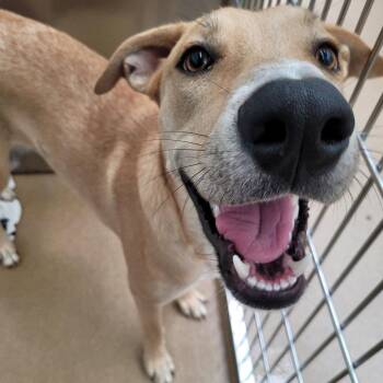Bert GCH -  Yellow Labrador Retriever and Hound Dog for Adoption in Rockaway, New Jersey - Bert GCH | PetCurious