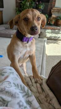Rosie -  Chihuahua Dog for Adoption in Parker, Colorado - Rosie | PetCurious