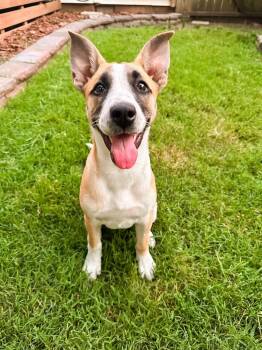 Rescue Anatolian Shepherd and Australian Cattle Dog Blue Heeler Dogs for Adoption in Shawnee, Oklahoma - Pancake | PetCurious