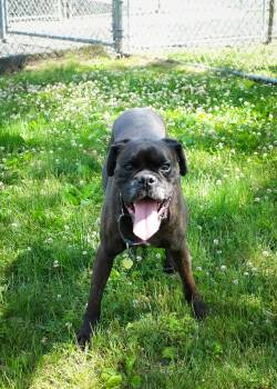 Echalon -  Boxer Dog for Adoption in Middlesex, New Jersey - Echalon | PetCurious