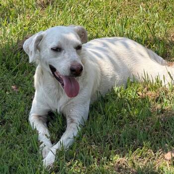 Sissy * -  Labrador Retriever and Mixed Breed Dog for Adoption in Hackett, Arkansas - Sissy * | PetCurious