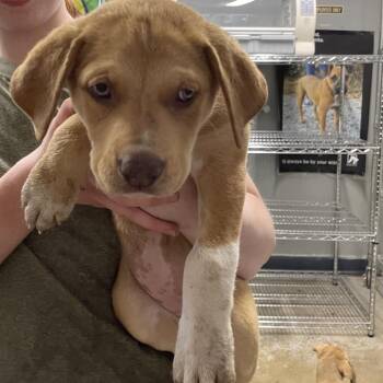 Mixed Breed Dogs Available for Adoption in Eureka Springs, Arkansas - Cory | PetCurious