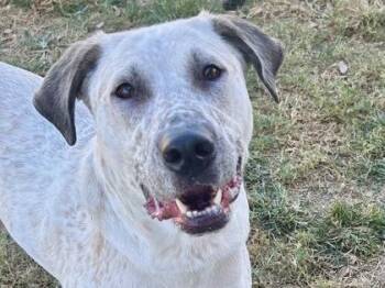 Rescue Mixed Breed Dogs for Adoption in Georgetown, Texas - Helen | PetCurious