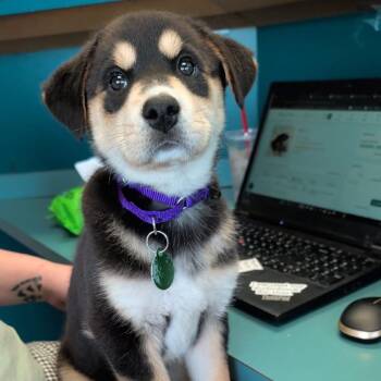 Husky and Mixed Breed Dogs Available for Adoption in Lenexa, Kansas - Suki | PetCurious