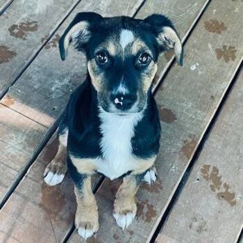 Terrier and Shepherd Dogs Available for Adoption in Albany, New York - Jasmine | PetCurious