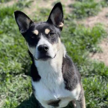 Lucy -  Husky Dog Available for Adoption in Kansas City, Kansas - Lucy | PetCurious