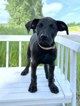 BBQ Litter - Coleslaw -  Mixed Breed Dog for Adoption in Savage, Minnesota - BBQ Litter - Coleslaw | PetCurious