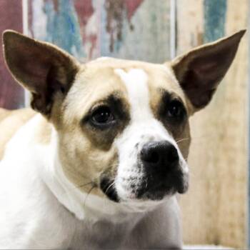 Beagle and Mixed Breed Dogs Available for Adoption in Casa Grande, Arizona - Lyrica | PetCurious