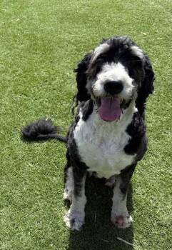 Bernedoodle Dogs Available for Adoption in Temecula, California - Mickey | PetCurious