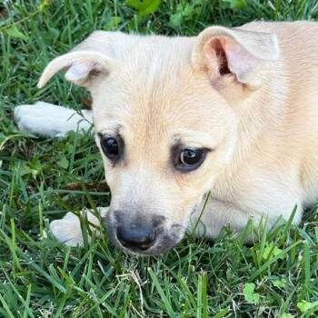 Marlowe -  German Shepherd Dog and Terrier Dog for Adoption in San Antonio, Texas - Marlowe | PetCurious