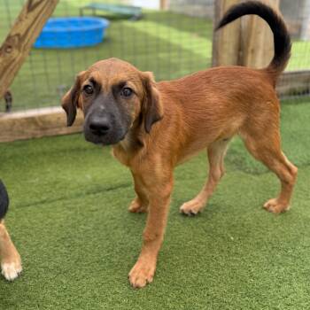 Rescue German Pinscher Dogs for Adoption in Loxahatchee Groves, Florida - Jauca Litter- Leonard | PetCurious