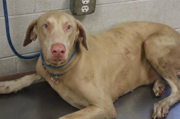 PHANTOM -  Mixed Breed Dog for Adoption in Columbia, South Carolina - PHANTOM | PetCurious