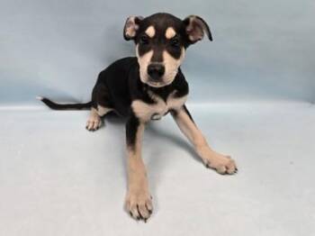 Scarlett -  Hound and Mixed Breed Dog for Adoption in Minneapolis, Minnesota - Scarlett | PetCurious