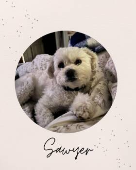 Maltese Dogs Available for Adoption - SAWYER | PetCurious