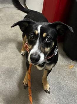 ASHLEY -  Rat Terrier Dog for Adoption - ASHLEY | PetCurious