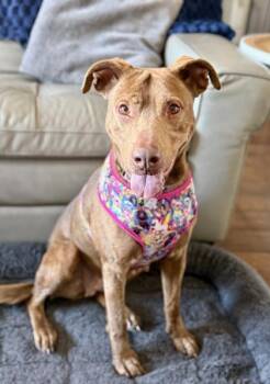 Chocolate Labrador Retriever and Pit Bull Terrier Dogs Available for Adoption - Magenta | PetCurious