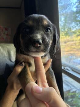 Meeny - Brinleys Litter -  Coonhound Dog for Adoption in Holly Springs, North Carolina - Meeny - Brinleys Litter | PetCurious