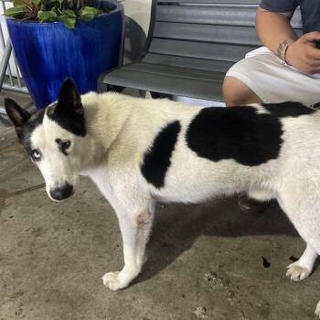 Jessie -  Shepherd and Husky Dog for Adoption in Tampa, Florida - Jessie | PetCurious