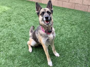 German Shepherd Dog Dogs Available for Adoption in San Marcos, California - URGENT SAVE ME PLEASE Lana A549875 | PetCurious