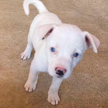 Rescue Husky Dogs for Adoption in Paramus, New Jersey - Zazu | PetCurious