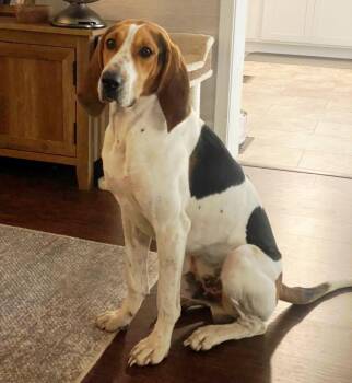 Treeing Walker Coonhound Dogs Available for Adoption - JACK | PetCurious