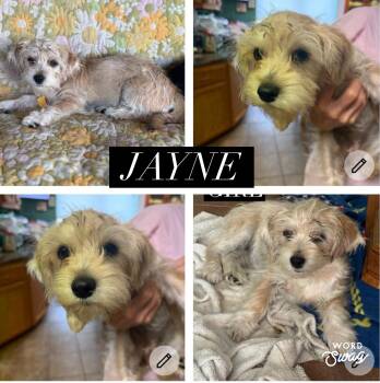 Shih Tzu and Chiweenie Dogs Available for Adoption - Jayne | PetCurious