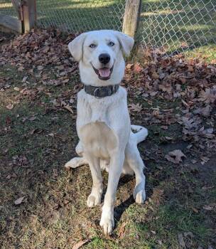 Rescue Husky and Labrador Retriever Dogs for Adoption in Stanstead, Quebec - Snow | PetCurious