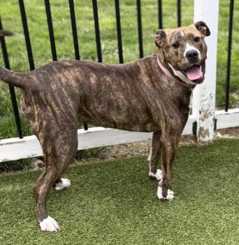 Boxer Dogs Available for Adoption in Cleveland, Ohio - Zoey | PetCurious