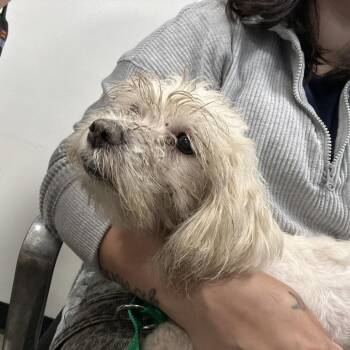 Mina -  Mixed Breed Dog for Adoption in Philadelphia, Pennsylvania - Mina | PetCurious