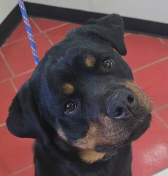 Rottweiler Dogs Available for Adoption - Daisy Mae | PetCurious